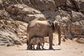 Elephant Baby Boom in Botswana Sparks Conservation Hope
