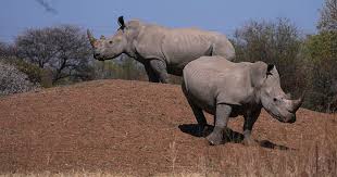 South Africa Marks Progress in Rhino Conservation Amid Ongoing Poaching Threats