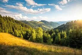 Nature Is Bouncing Back in Surprising Ways