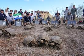 Giant Tortoises Return Home After Nearly 150 Years, Bringing New Hope for Conservation