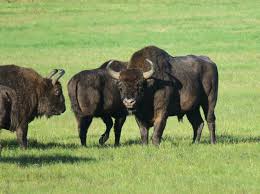 Europe’s Largest Land Animal Is Making a Remarkable Comeback